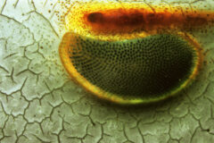 Small image of A magnified view of a horseshoe crab eye.