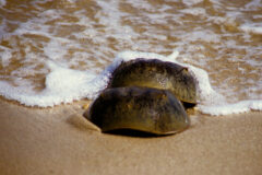 Small image of A pair of horseshoe crabs mate in the surf on a sandy beach.