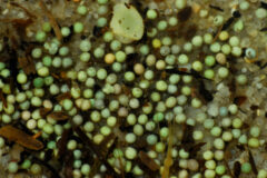 Small image of A cluster of hoseshoe crab eggs rest on the sand.