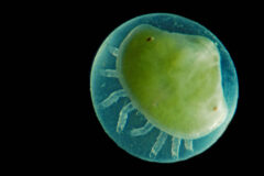 Small image of A magnified view of a horseshoe crab egg against a dark background.
