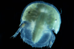 Small image of A magnified view of a juvenile horseshoe crab against a dark background.