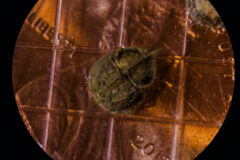 Small image of A magnified view of a horseshoe crab larvae resting on top of a penny.
