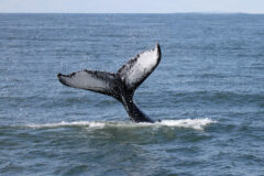 Small image of A humpback whale's tail is visible as it dives down into the water, its flukes featuring a unique black and white pattern.