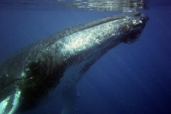 Small image of Seen underwater, a humpback whale swims near the surface, showing its black body and the grooves along its white chest.