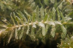 Small image of Branch of hydrilla growing underwater with tiny white spots on it that are flowers.