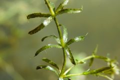 Small image of Four leaves grow off a hydrilla stem.