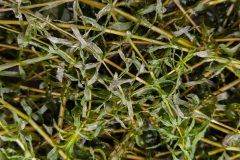 Small image of Bunches of hydrilla with white flowers scattered across the stems.