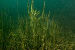 Small image of Hydrilla growing several feet high from the bottom of a Chesapeake Bay tributary.