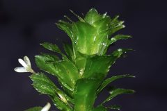 Small image of Hydrilla under magnification reveals a small white flower growing off the ste.