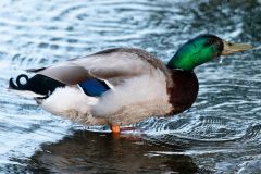 Small image of A male mallard standing in water. Its legs are orange and its tail is black.