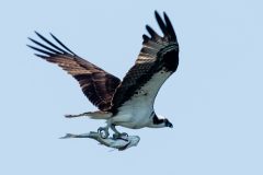 Small image of Osprey flies from the side showing large patch of white under its wings.