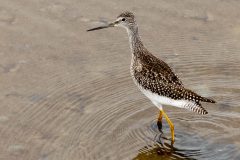 Small image of Willet wades through inches of water.