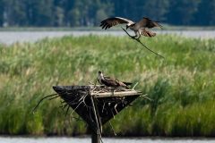 Small image of Osprey brings large stick back to the nest built on top of an osprey platform.