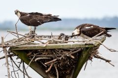 Small image of Female osprey feeds young on top of a man-made osprey platform while the male looks out onto the water.