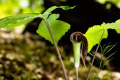 Small image of Hooded flower wraps around the stem. It's green on the outside and a dark purple with white stripes on the inside.