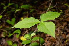 Small image of Three glossy leaves grow off a stem.