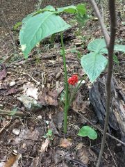 Small image of Jack-in-the-pulpit plant with a cluster of red berries growing.