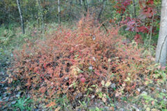 Small image of Japanese Barberry with many red leaves takes up several feet of space in a forest.