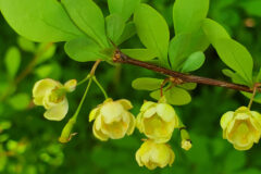 Small image of Cupped, pale yellow flowers on a branch.
