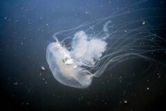 Small image of A transparent sea nettle with a milky white bell and more than a dozen tentacles floats in clear water.
