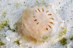 Small image of The milky white bell of a sea nettle rests on the sandy bottom of a waterway.
