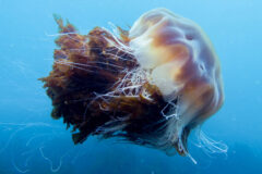 Small image of A lion's mane jellyfish with a broad bell and several clusters of short tentacles floats in blue-ish water.