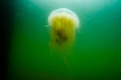 Small image of A lion's mane jellyfish with a broad bell and several clusters of short tentacles floats in greenish water.