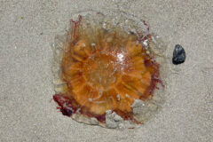 Small image of The orange-brown bell of a lion's mane jellyfish washed up on a sandy beach.