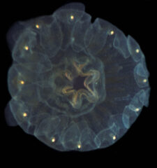 Small image of A magnified view of a juvenile jellyfish against a dark background.