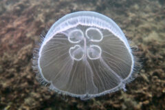 Small image of A transparent moon jellyfish with hundreds of short tentacles hanging from the edge of its bell floats in clear water.