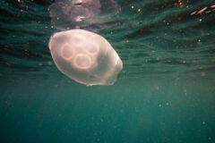 Small image of A transparent moon jellyfish floats in clear water.