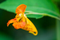 Small image of Close up of jewelweed flower showing sepals curcled into a pouch.