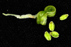 Small image of Extreme closeup of green seed pods with a black background behind it.