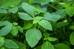 Small image of Several green leaves growing on stems.