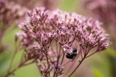 Small image of A bee hang on a joe-pye weed flower and extracts pollen.