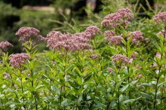 Small image of Bunches of light purple flowers grown on top of joe-pye weed in a field.