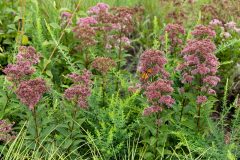 Small image of Monarch butterfly visits a joe-pye weed plant in a field of joe-pye weeds.