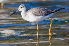 Small image of A greater yellowlegs wades in clear water with mossy rocks.