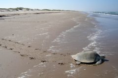 Small image of Kemp's ridley turtle moves through a sandy beach toward the water with prints behind it.