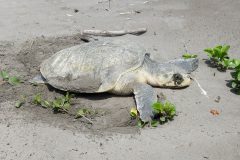 Small image of Kemp's ridley sea turtle sits in a hollowed out area of the sand.