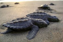 Small image of Close up of two recently hatched turtles, all black, sitting on the beach.