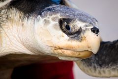 Small image of Close up of a Kemp's ridley sea turtle's head showing its blue eyes.