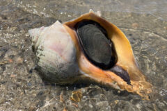 Small image of A knobbed whelk sits in shallow water, its hard operculum acting like a trap door between the snail and its shell opening.