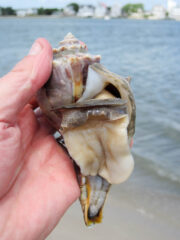 Small image of A hand holds a knobbed whelk as the snail's body extrudes from its shell opening.