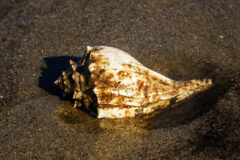 Small image of The former shell of a knobbed whelk rests on dark sand.