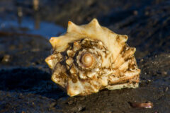 Small image of The former shell of a knobbed whelk rests on dark sand.