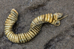 Small image of A string of ivory coin-shaped capsules that once held knobbed whelk eggs rests on dark sand.