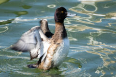 Small image of A male lesser scaup flaps its wings while in the water.