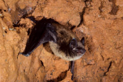 Small image of A little brown bat hangs from the wall of a cave, its ears, face and wing membranes much darker than its golden fur.