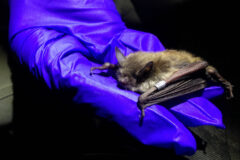 Small image of A gloved hand holds a little brown bat whose wing is tagged with two metal rings.